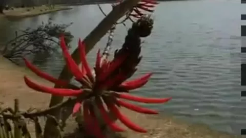 Er lutscht dem Kumpel den Schwanz und lässt sich ficken