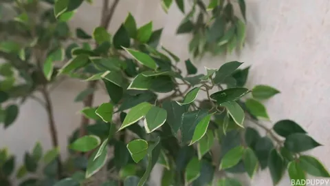 Jason Moon & Elio Pjatreryd