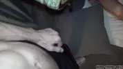Échange de sperme lors d’une orgie lubrique de minets