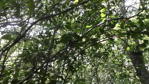 Succhia e scopa nel bosco – Leo King & William Klein