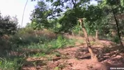 Czech Hunter Episódio 656 – cruising gay na floresta