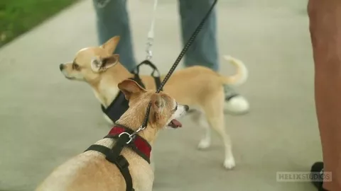 Bienvenido al barrio – Aiden Garcia y Asher Haynes