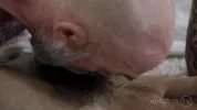 Amants multi-orgasmes