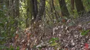 Dominação hard na floresta