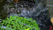Dominação hard na floresta