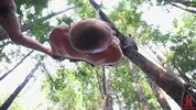 Dominação hard na floresta