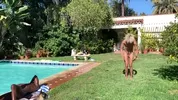 Tarde quente na piscina: sexo sem parar!