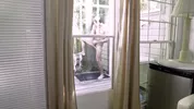 Dylan James mete uma fuck machine no Max Adonis