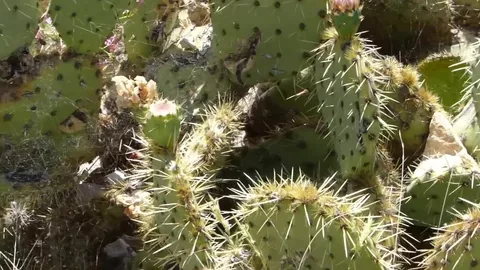 Exhib en un spot de cruising junto al mar — doble corrida