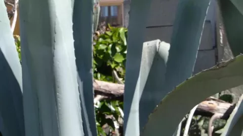 Exhib dans un spot cruising en bord de mer — double éjac