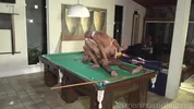 Schlampe kriegt den Arsch auf dem Billardtisch bearbeitet