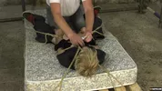 Un jeune teen se fait sucer de force par un vieil homme