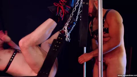 Urso escravo à mercê no sling