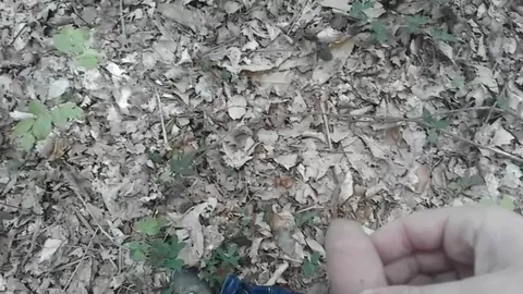 Un paseo por el bosque