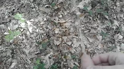 Una passeggiata nella foresta