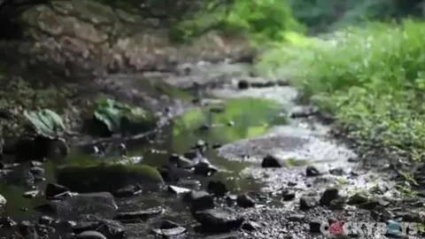 Abrazos apasionados en el bosque 2