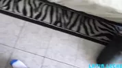 Suruba latina
