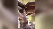 Black Daddy Breeding White Slut