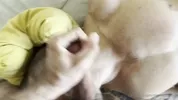 Garanhão peludo a foder um gajo com fome