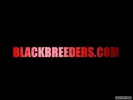 BlackBreeders 4 Magnum neri crudi