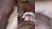 papà 42