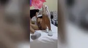 latino 27