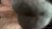 ⭐️ DOBLE PENETRACIÓN SUDOROSA ⭐️