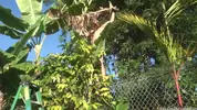 islandstuds 1