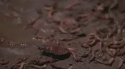 Película