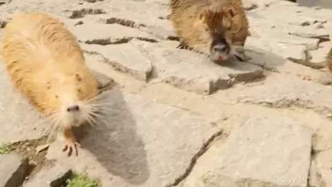 Coppia di twink sexy – Martin & Nick