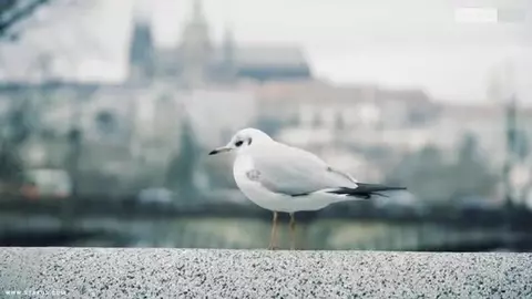 Pareja de twinks bien calientes – Jeff y Tyler