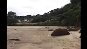 Foda estrangeira
