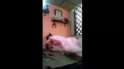 Estou a foder uma boneca
