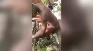 Sexo en la selva africana