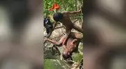 Sexo en la selva africana