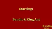 BBA - Bandit King Ant, un re conquistato