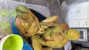 Flipfuck mit Slime und Gunge