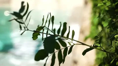 The Best Of Seth Peterson Bareback