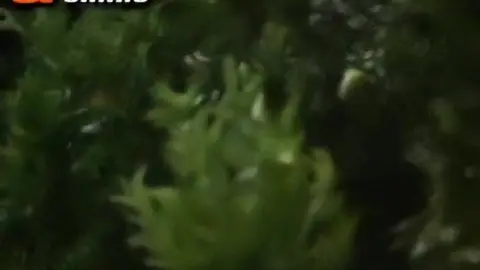 perdidos na mata rafael silveira e fellyp castro